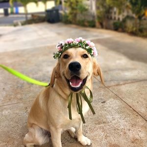 Meet your Posher, Benson